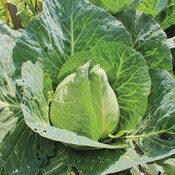 West Coast Seeds, Cabbage Seeds